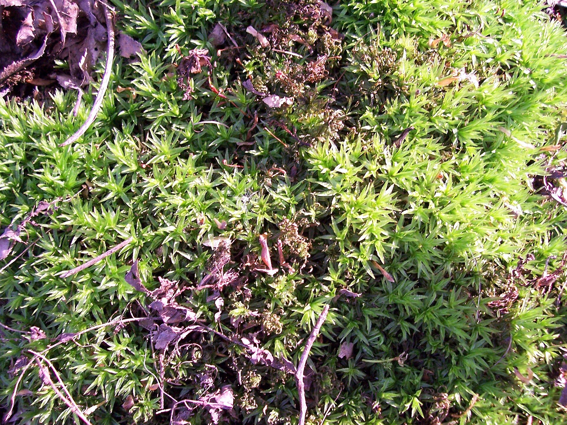 Mossy habitat