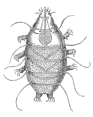 Echiniscus species showing dorsal plates