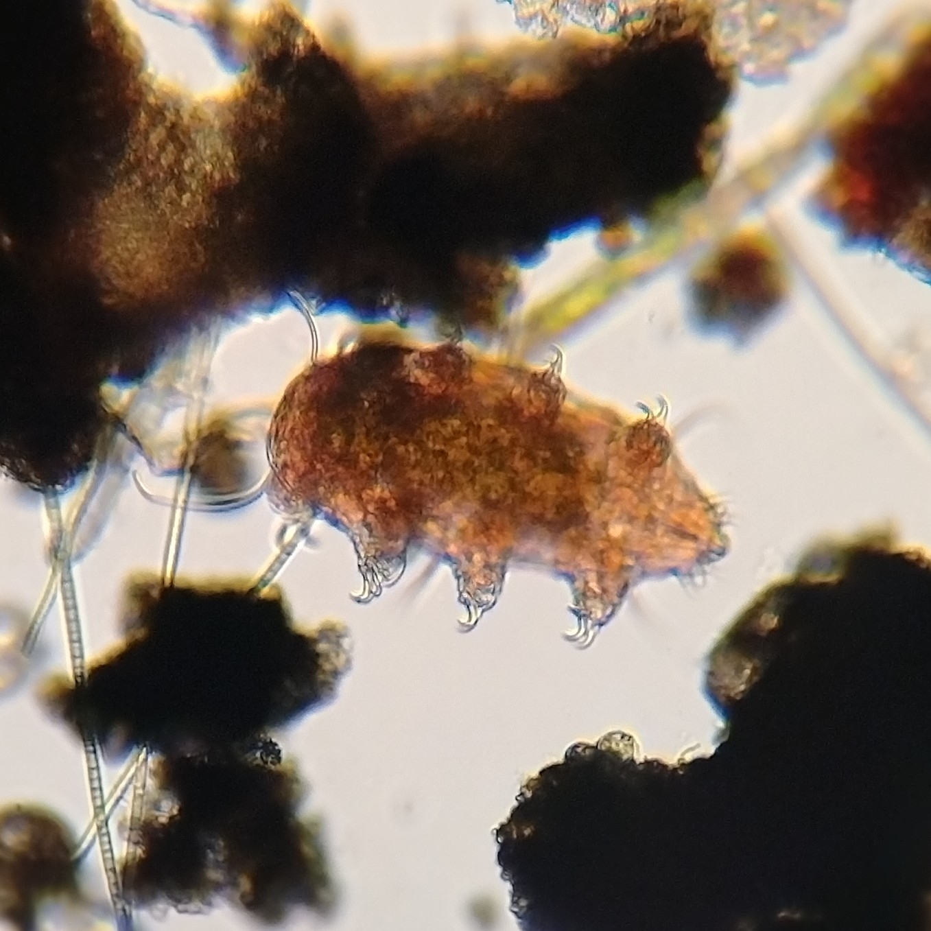 Echiniscus testudo under the microscope: a reddish-brown armored tardigrade with dorsal plates, cirri, and clawed legs, among dark debris
