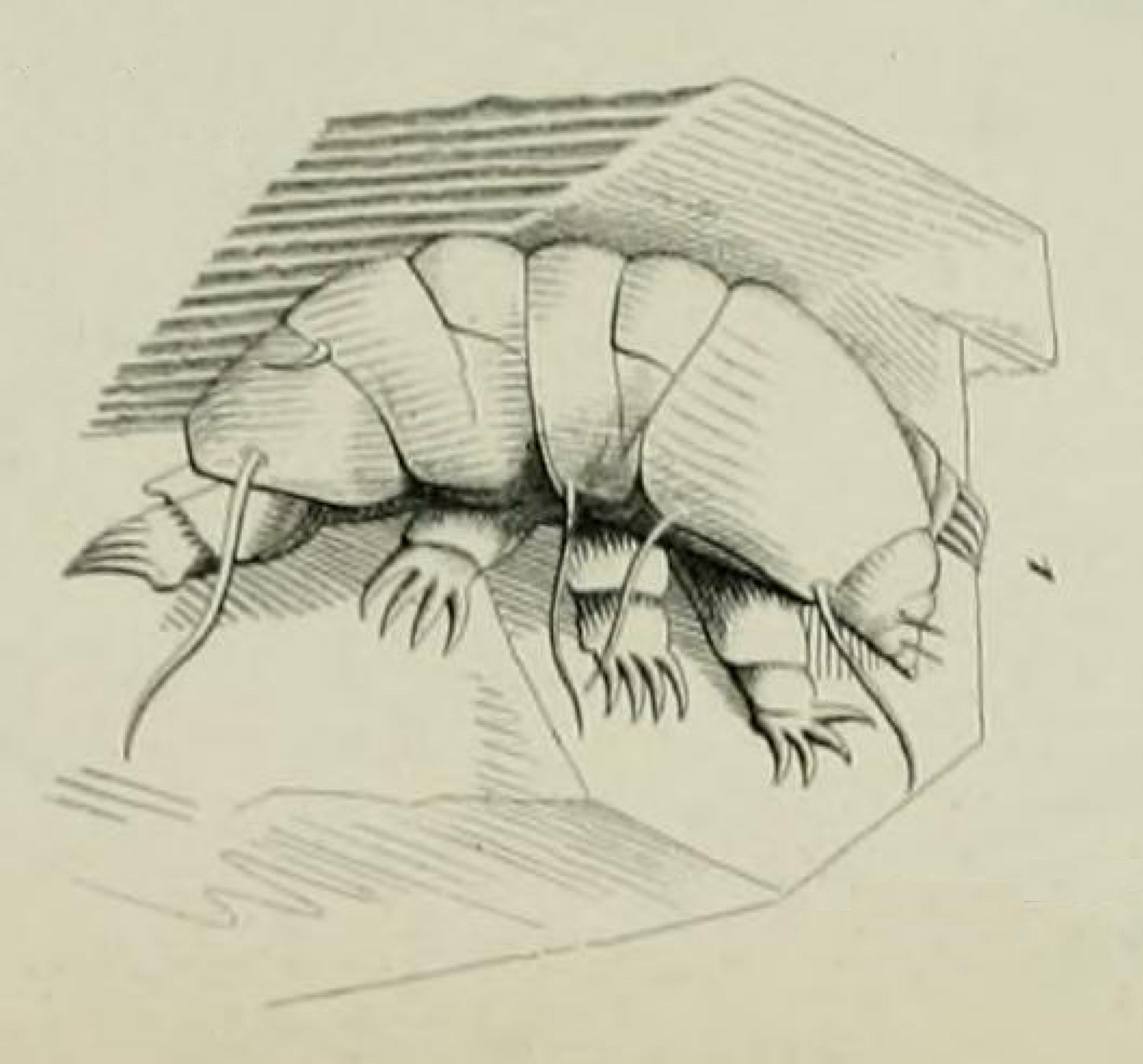 1840 line engraving of Echiniscus testudo in lateral view, showing segmented dorsal plates, cirri, and clawed legs