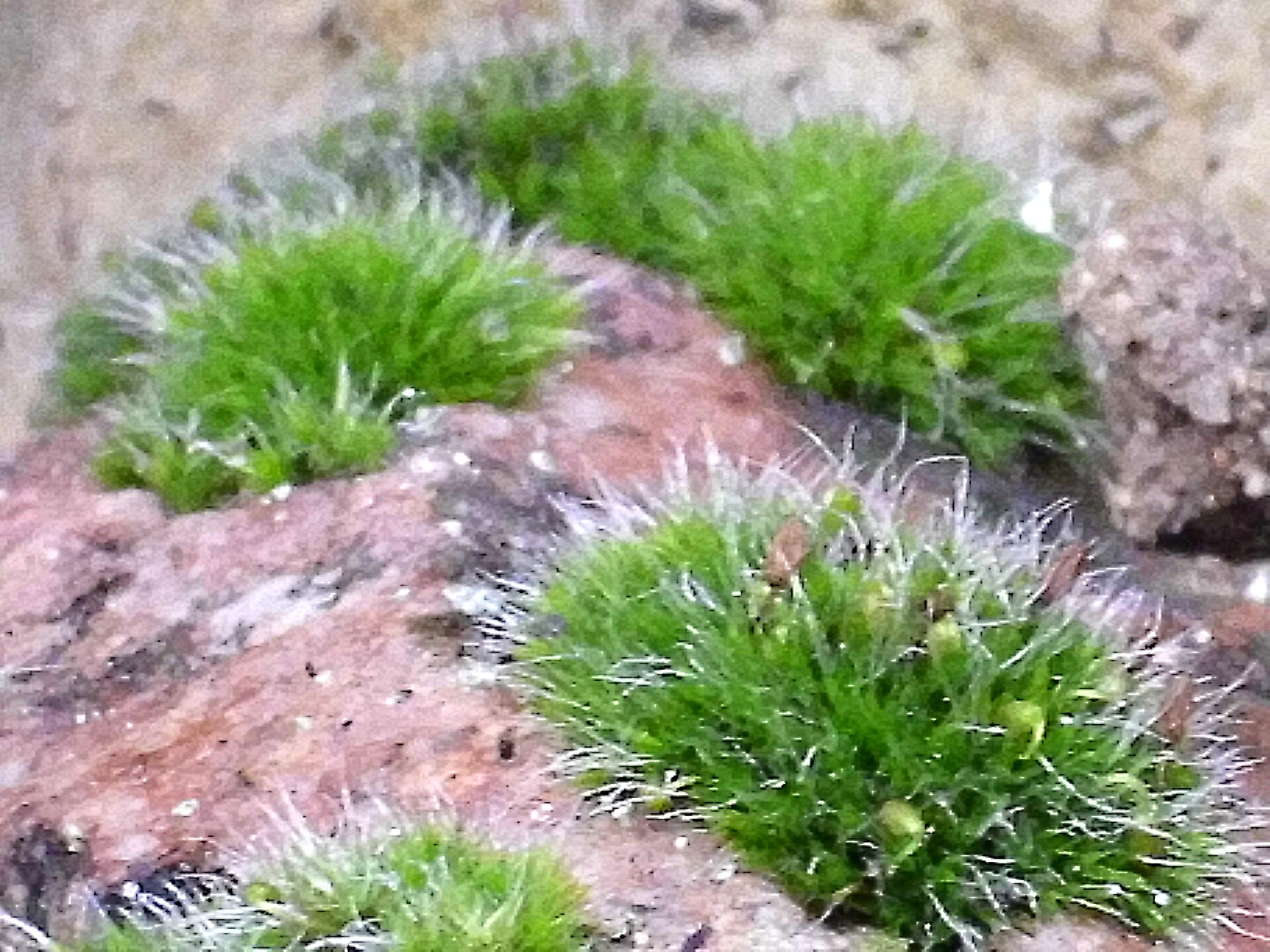Grimmia pulvinata cushions on a wall