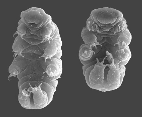 Hypsibius exemplaris (lab strain formerly called H. dujardini) under differential interference contrast, translucent pink body and claws visible