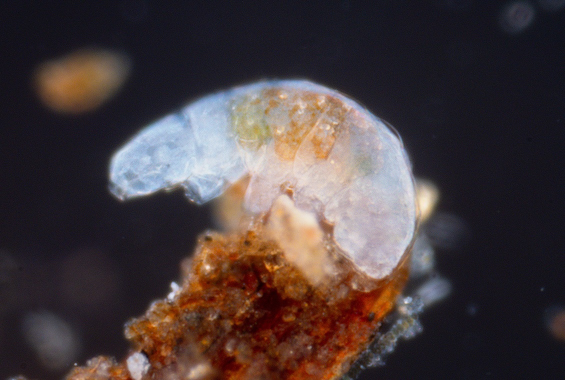 Macrobiotid tardigrade at 20x from Oklahoma