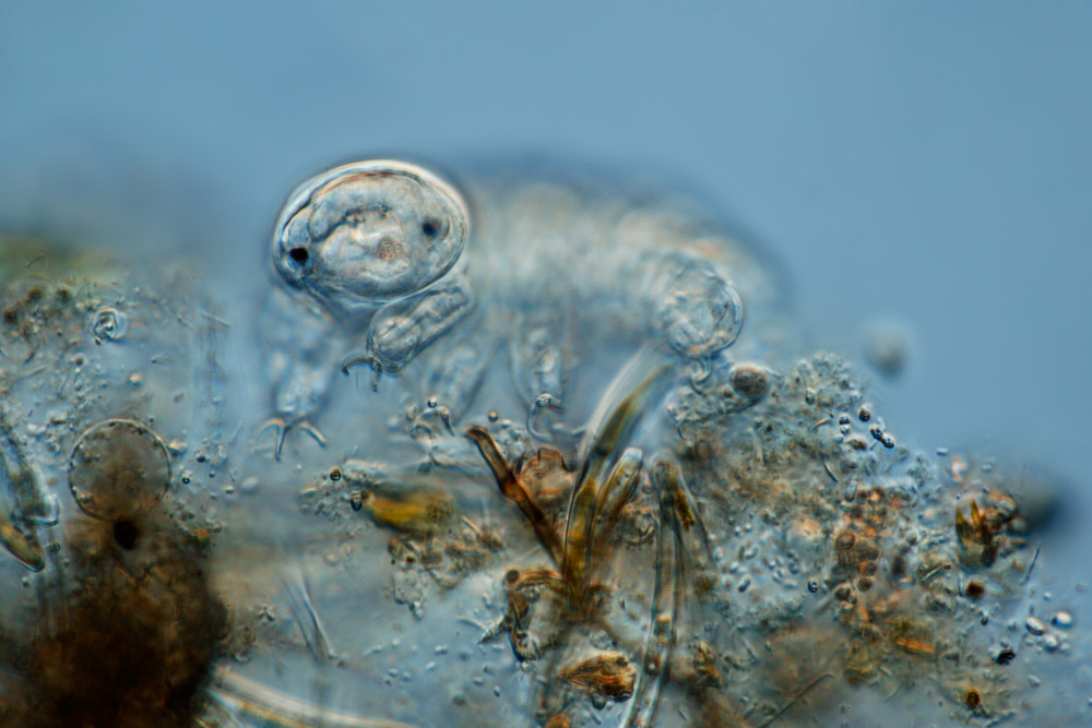 Tardigrade under the light microscope, Frank Fox
