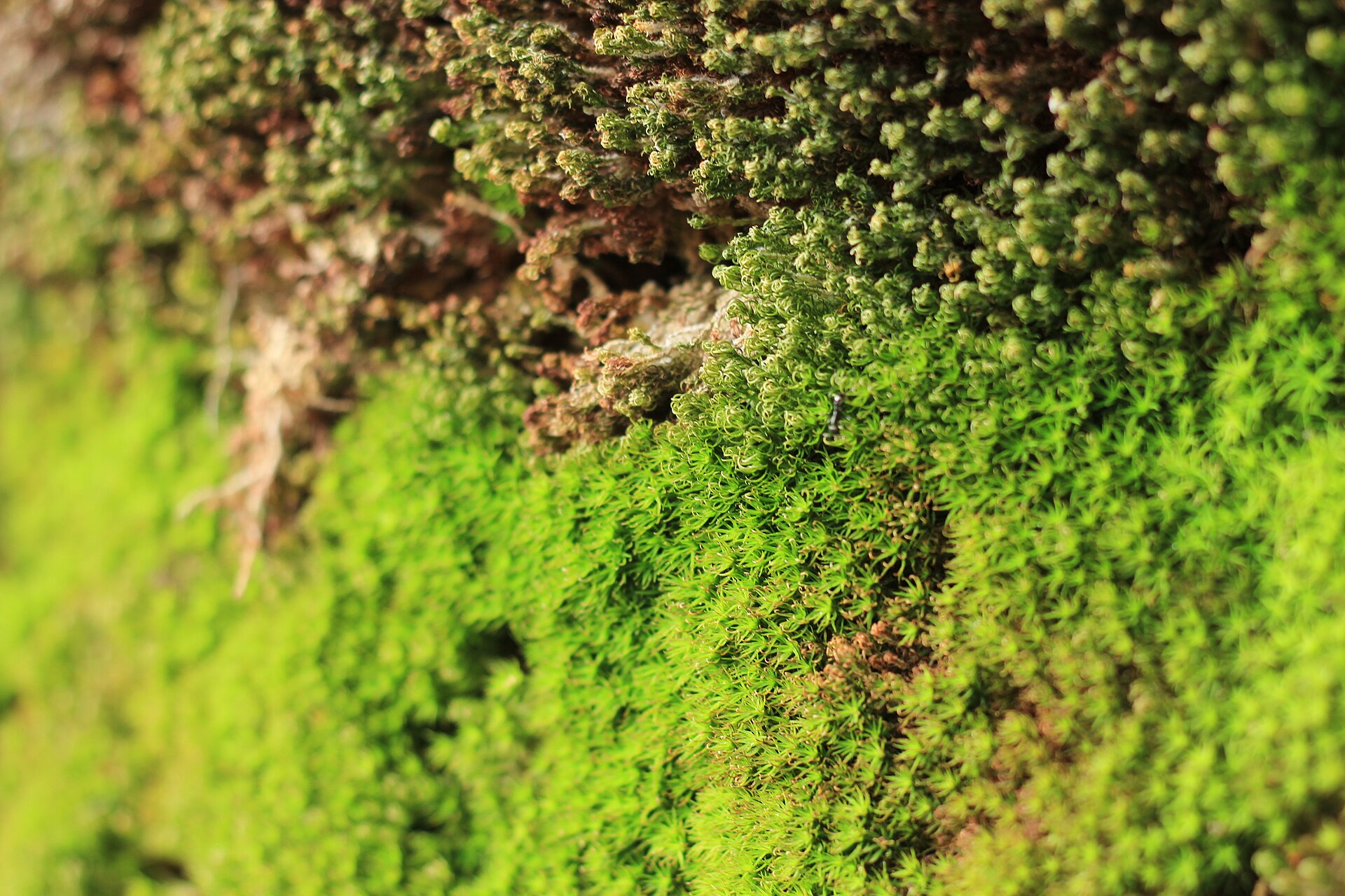 Dense green moss cushions growing over rock