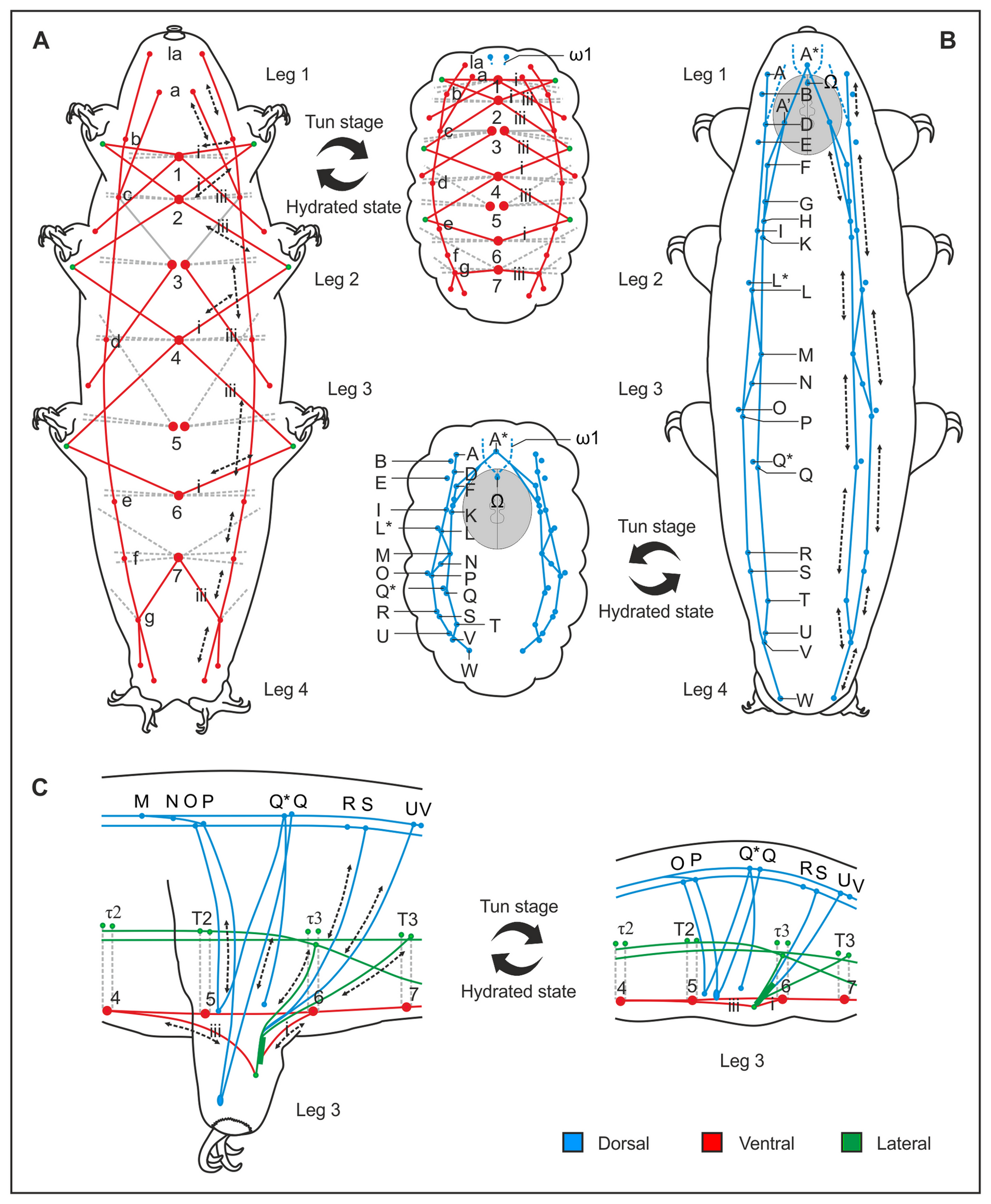 Figure from Halberg et al. 2013 showing a schematic of muscles involved in tun formation in R. coronifer