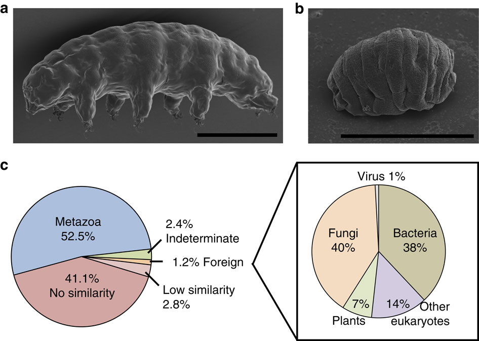 Ramazzottius varieornatus hydrated and dehydrated from the Hashimoto 2016 Nature Communications figure