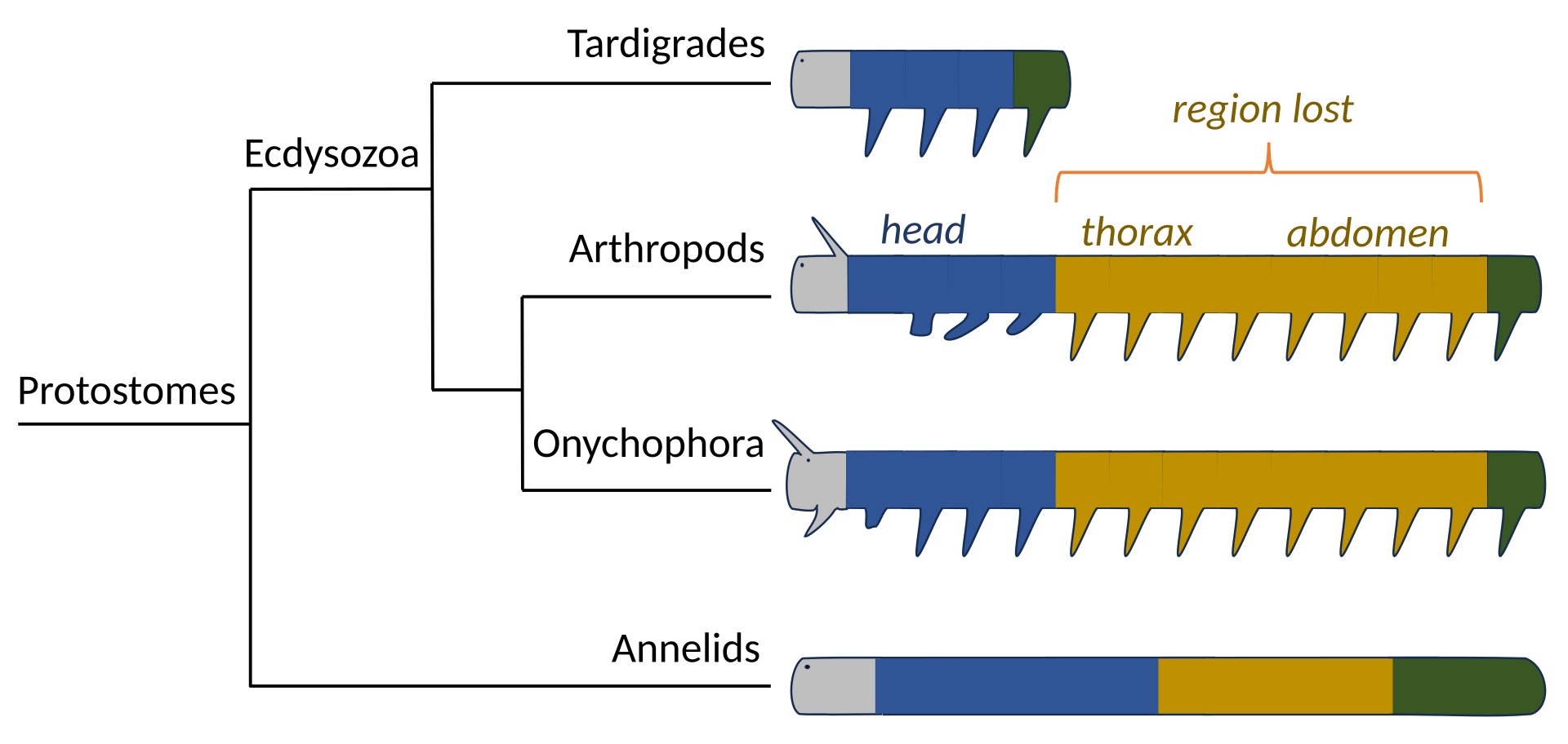 Tardigrade body plan compared with arthropods, onychophorans, and annelids