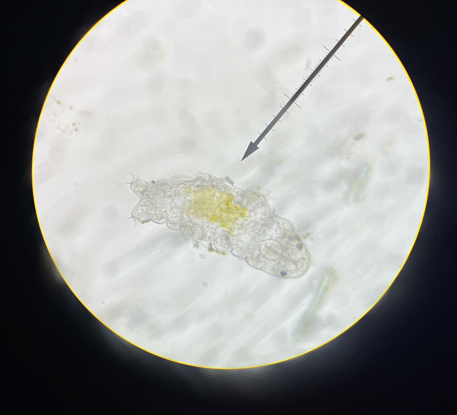 A translucent tardigrade in a circular microscope field, with a pointer arrow aimed at the animal