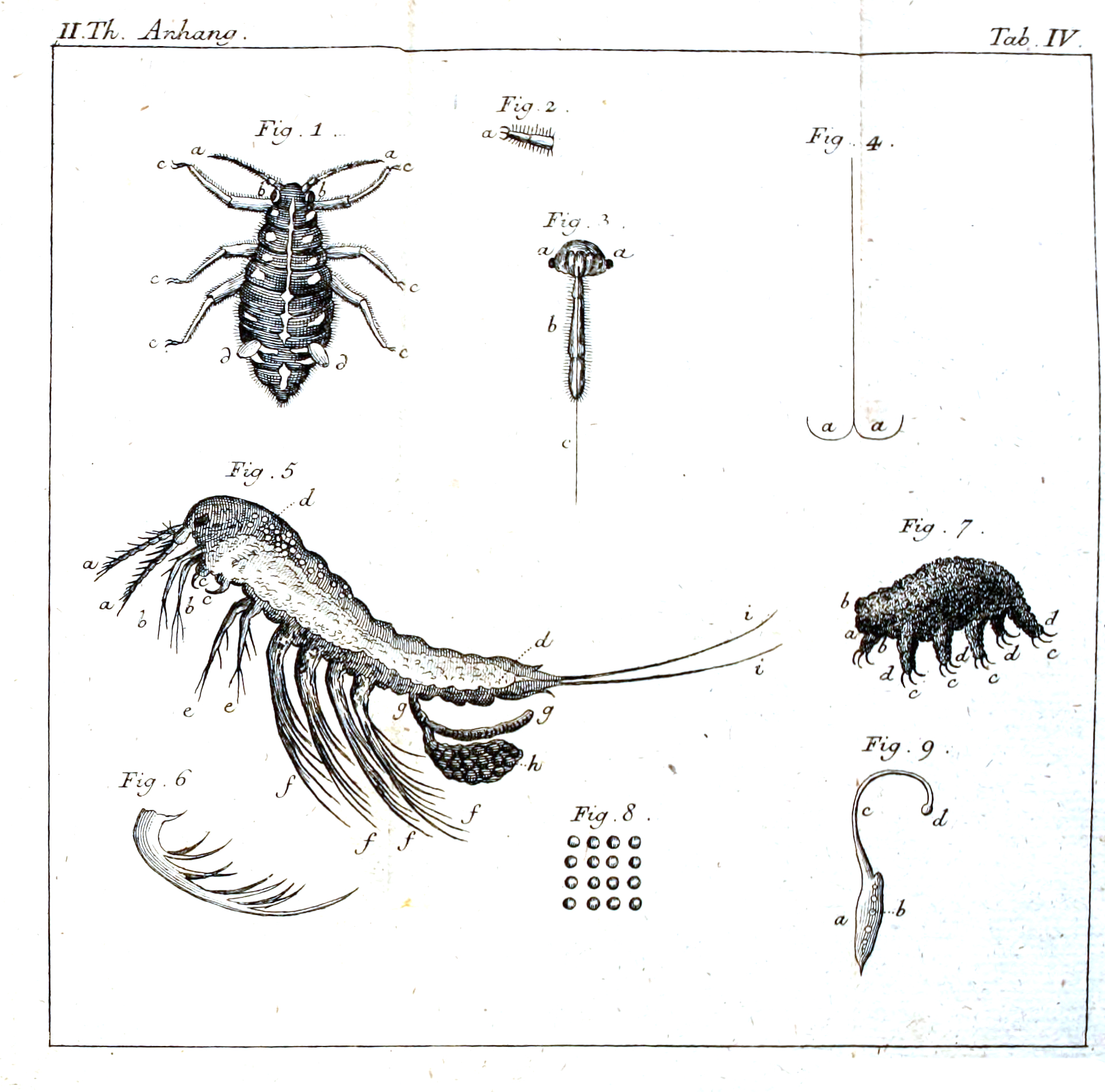 Goeze 1773 engraving of a water bear
