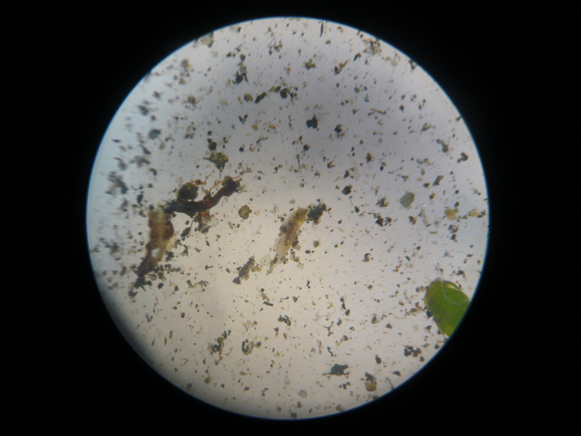 Circular microscope view of a wet mount with sediment, a bit of green material, and a few small elongated animals