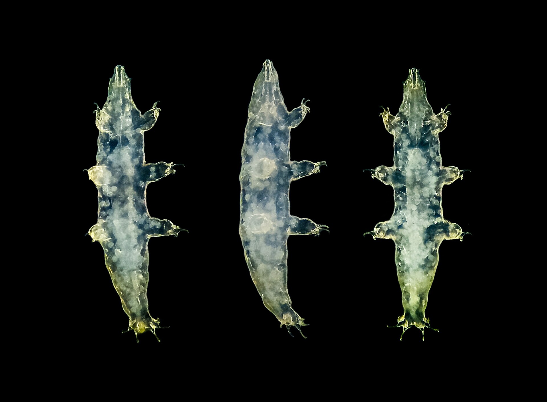Milnesium genus under the microscope