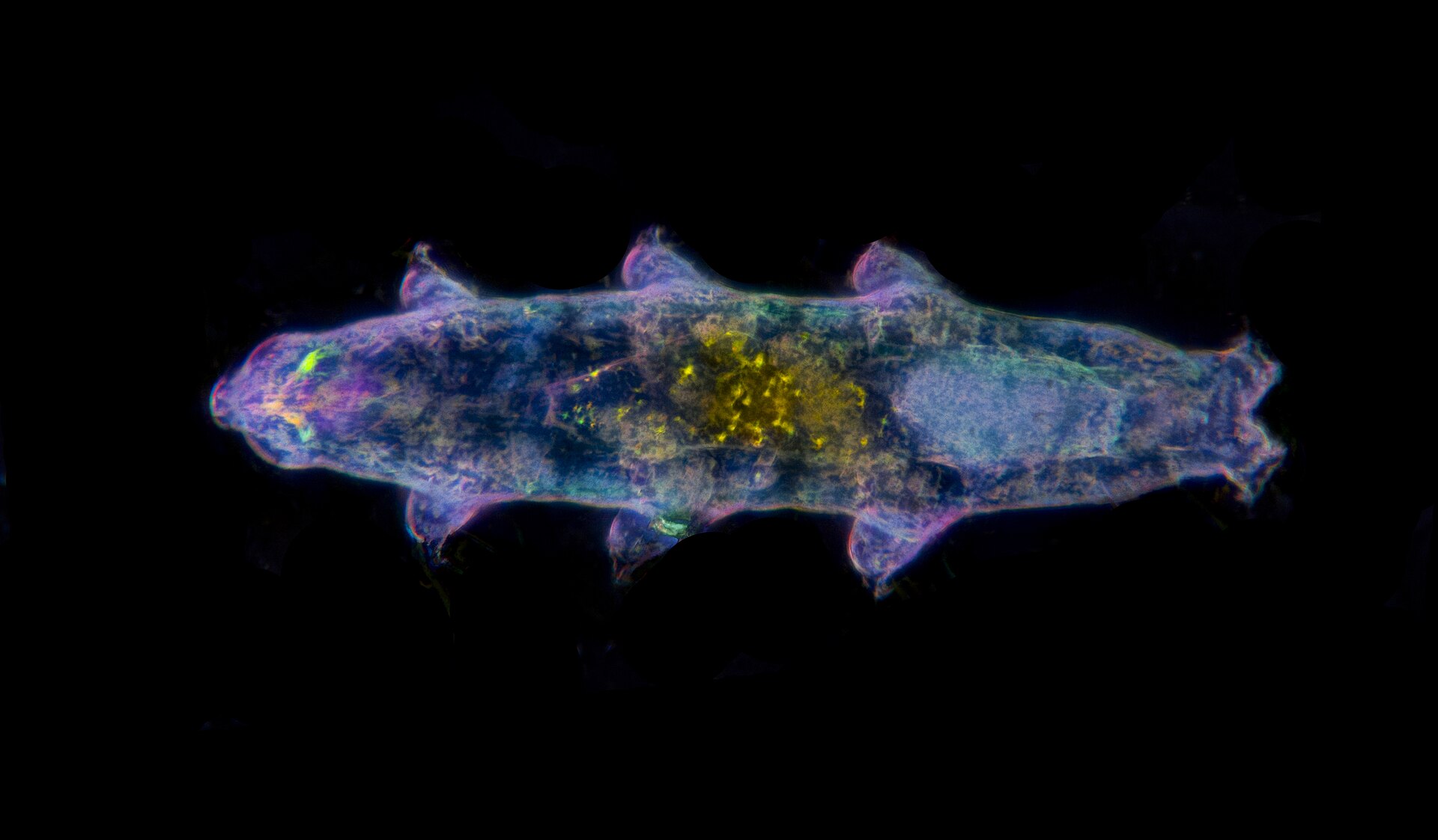 Tardigrade in polarized dark field
